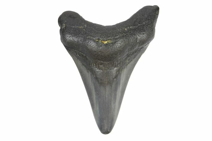 Juvenile Megalodon Tooth - North Carolina #147736